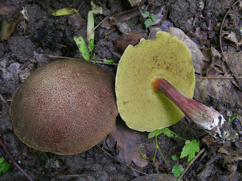 Xerocomus sp.